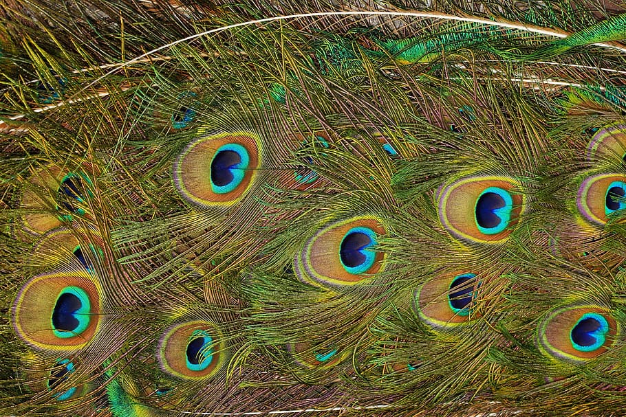 Peacock Feather, Pattern, colorful, plumage, iridescent, gorgeous HD wallpaper