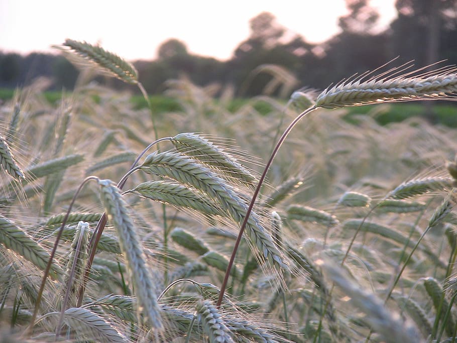 cereals, grain, field, spike, field crops, plant, growth, agriculture HD wallpaper