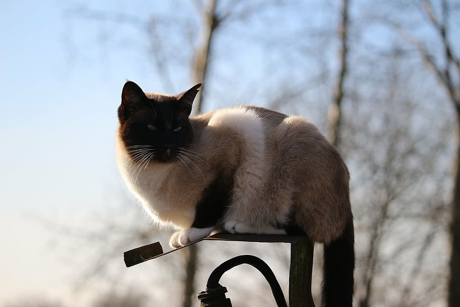 cat, siamese cat, kitten, animal themes, one animal, mammal HD wallpaper