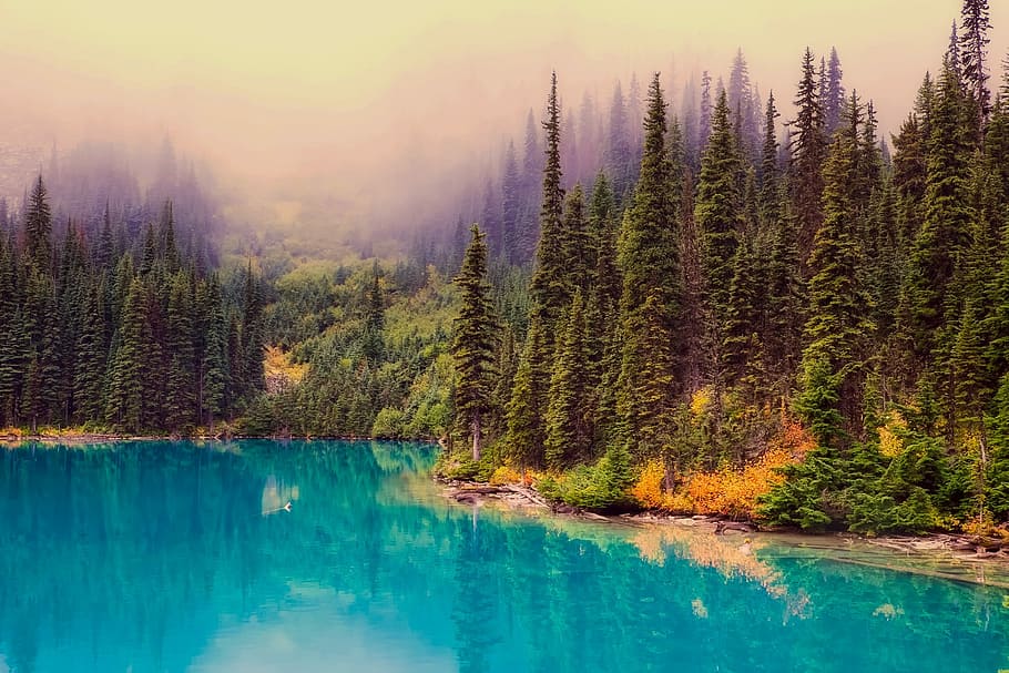 green tree near lake at daytime, canada, water, reflections HD wallpaper