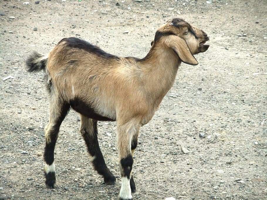 goat, younger, kids, animal, animal themes, one animal, mammal HD wallpaper