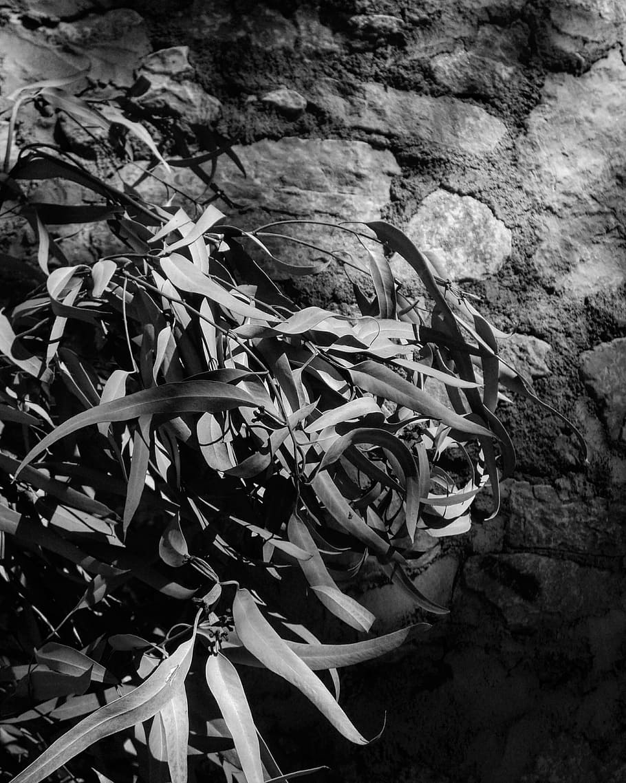 leaves, wall, nature, shadows, light, stone wall, exterior HD wallpaper