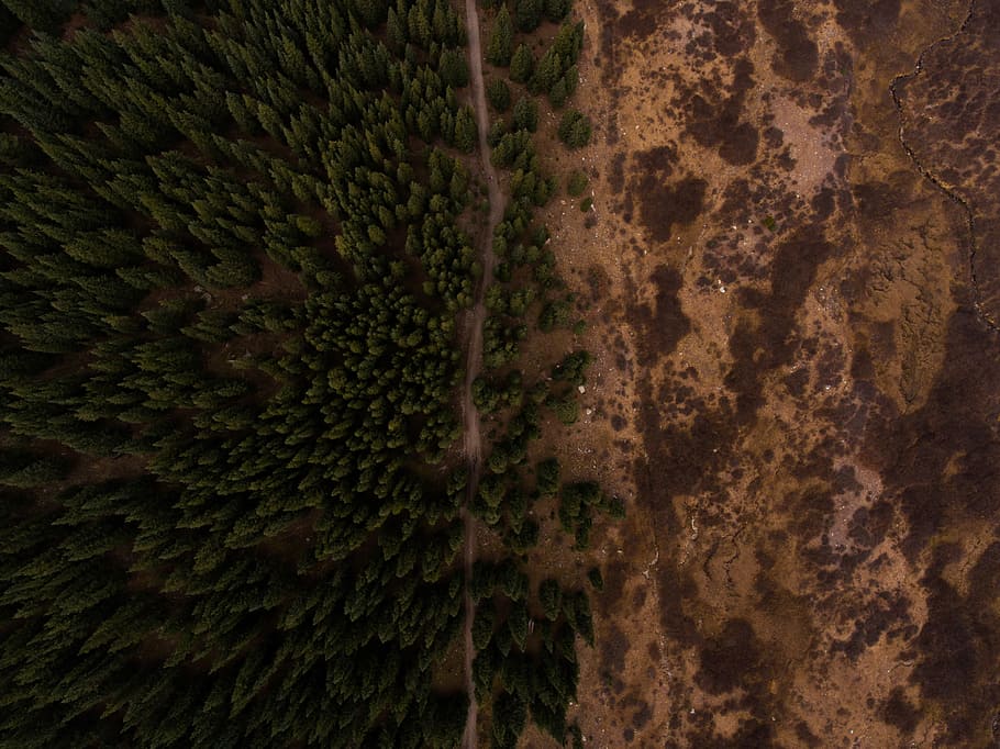 areal photohgraphy of forest, aerial photo of brown and green trees during daytime