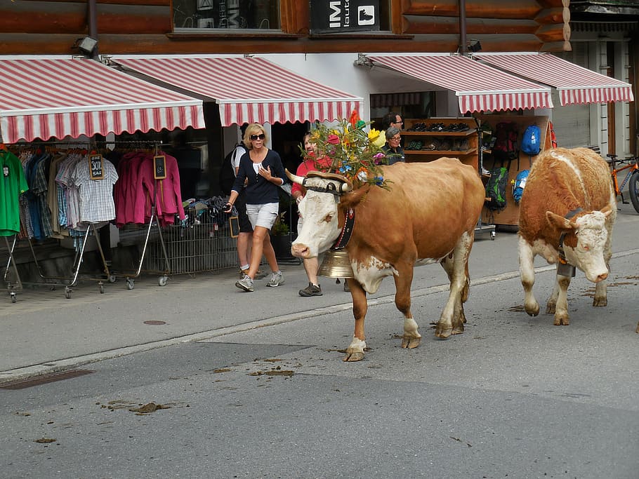 swiss, cows, cattle, herd, switzerland, europe, alpine, rural HD wallpaper