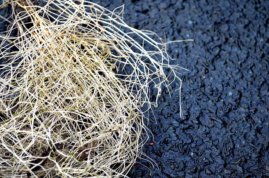Grass, Roads, Macro, Background, Yellow, asphalt, plant, no people HD wallpaper