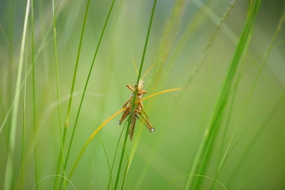 macro, grasshopper, insects, neck, natural, one animal, animal wildlife HD wallpaper
