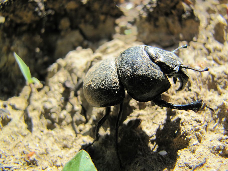 beetle, earth, animal, insect, nature, arthropod, animals in the wild HD wallpaper