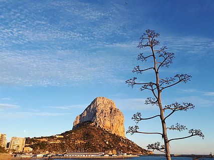 rock, ifach, calpe, spain, vacation, tree, dry wood, landscape HD wallpaper