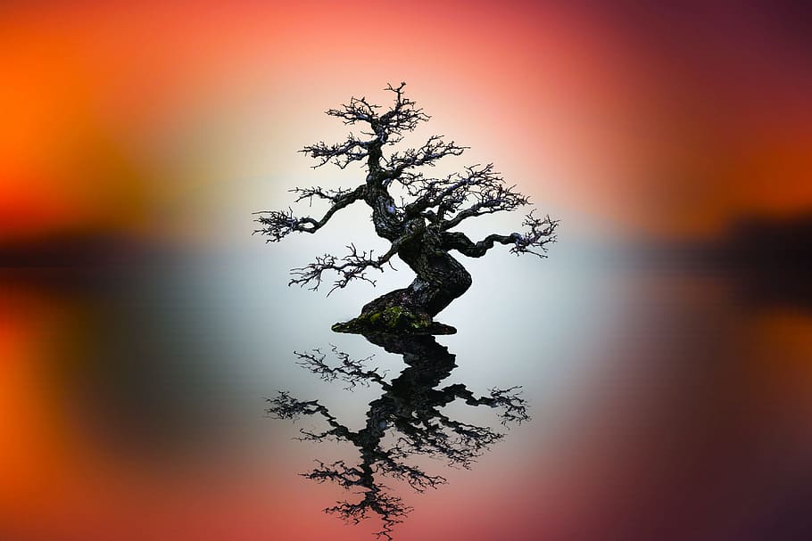 sunset, nature, tree, himmel, outdoor, silhouette, no person HD wallpaper