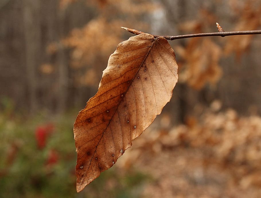 beech leaf, winter leaf, dried leaves, petiole, margin, midrib HD wallpaper