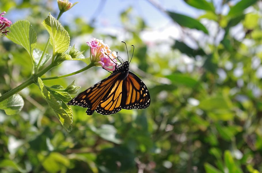 butterfly, nature, spring, summer, wings, insect, flower, garden HD wallpaper