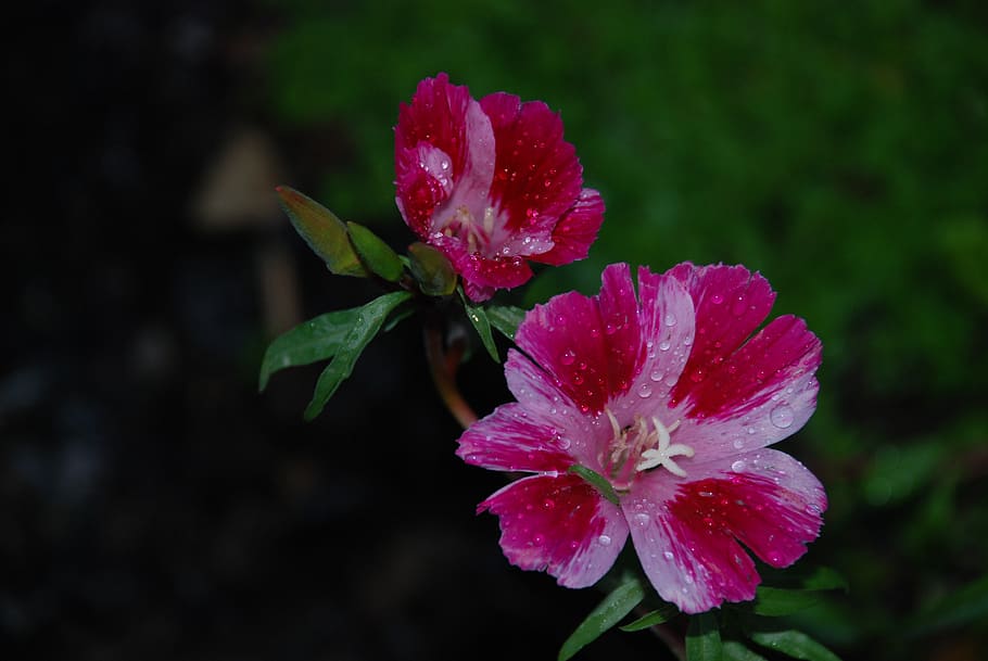 flower, pink, rose, drops, plant, nature, lilac, white, flowers HD wallpaper