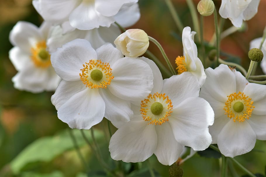 anemones, white, plant, nature, blossom, bloom, flower, white anemone