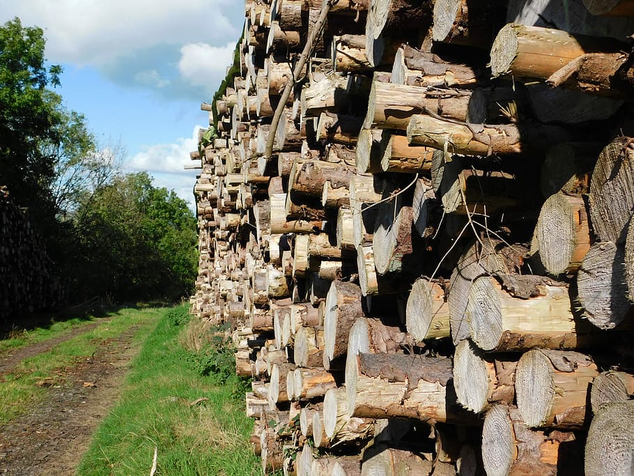 Log, Tree, Lumber, Wood, Industry, timber, nature, forest, forestry HD wallpaper