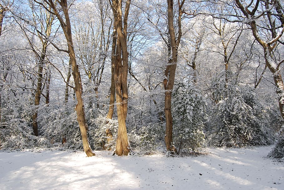 brown trees during daytime, snow, winter, forest, snowfall HD wallpaper