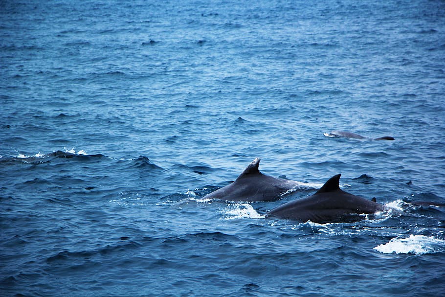 sea, blue, dolphins, animal, animal themes, water, animal wildlife HD wallpaper
