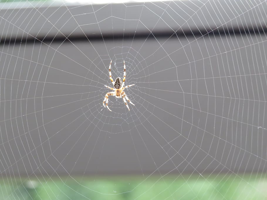 Spider, Cobweb, Close, spider Web, arachnid, insect, nature HD wallpaper