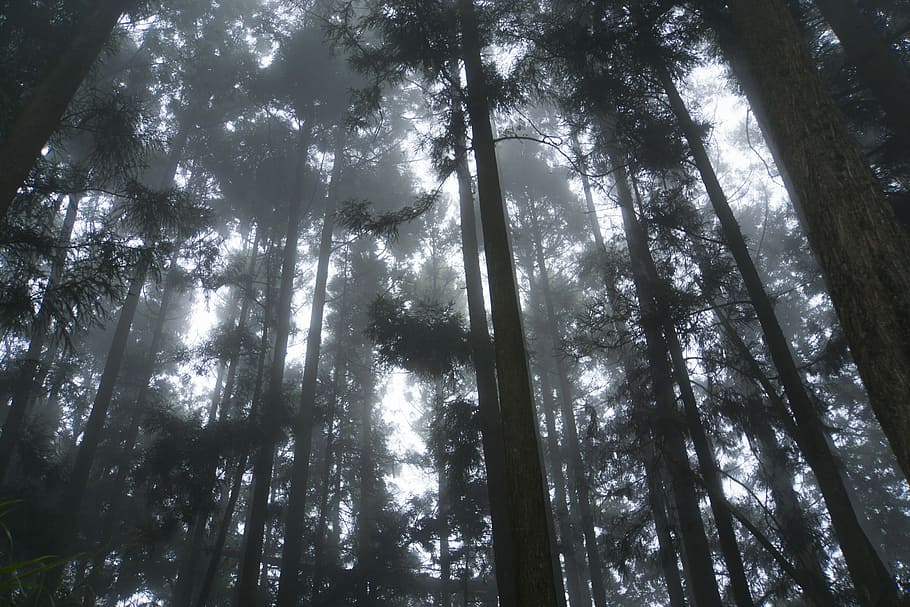 Tree, Fog, Mist, forest, nature, low angle view, woodland, no people HD wallpaper