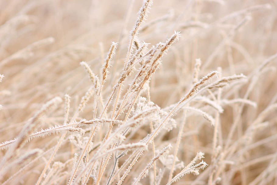 Grain, Winter, Cereals, Nature, Cold, landscape, frost, field, HD wallpaper