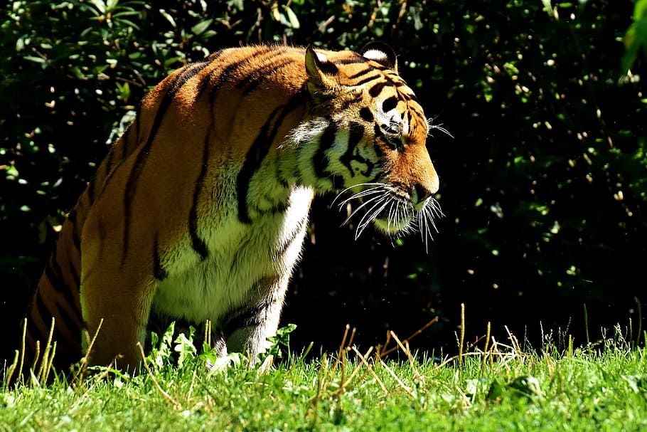 tiger, predator, fur, beautiful, dangerous, cat, wildlife photography HD wallpaper
