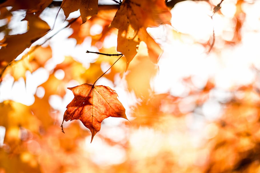 close-up photography of maple leafs with shallow depth of field, tilt shift lens photography of maple leaf during daytime HD wallpaper