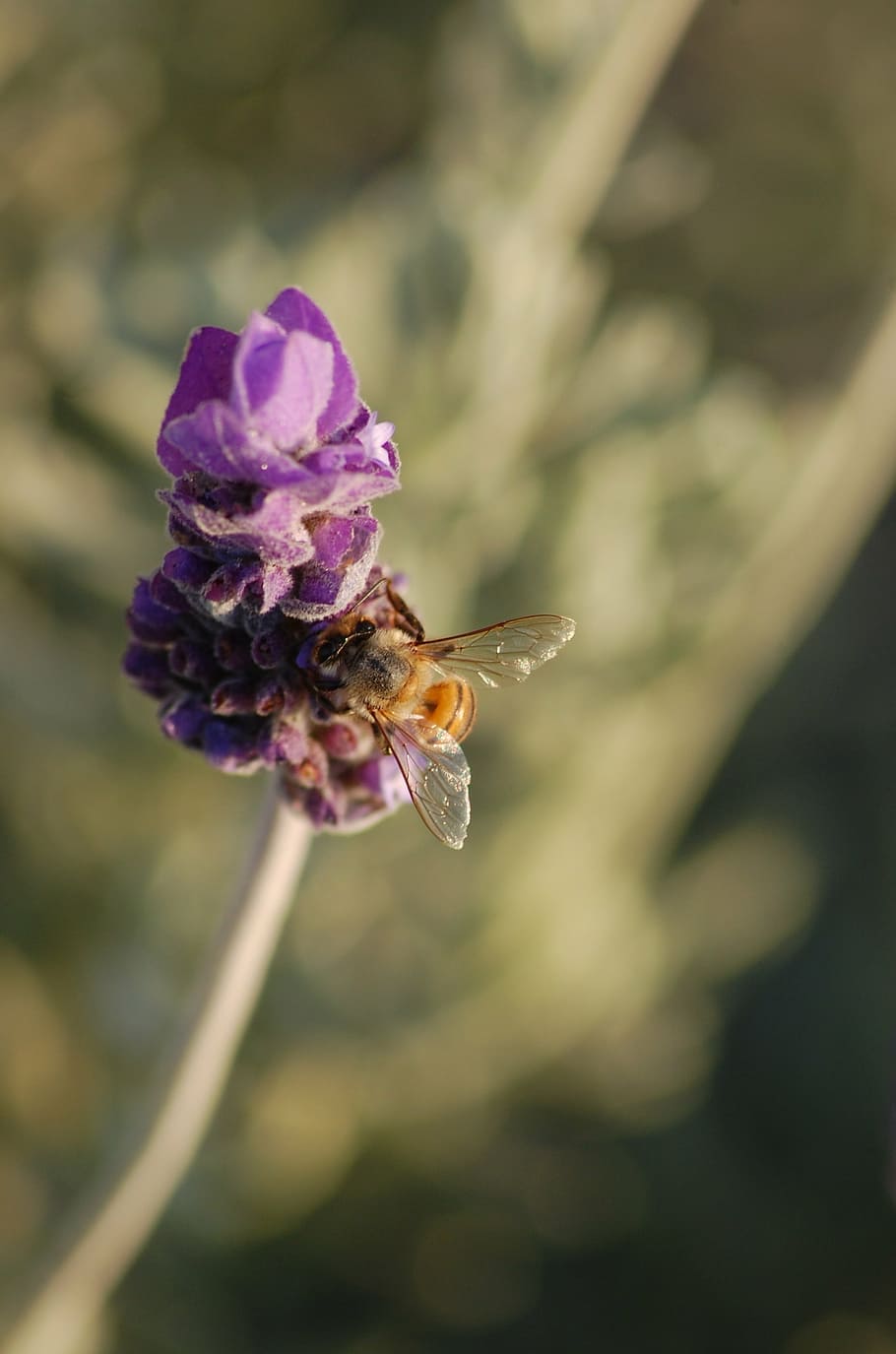 lavender, garden, bee, pollen, flowering plant, beauty in nature HD wallpaper