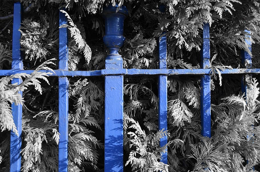 fence, blue, iron, shrub, outdoor, outdoors, bush, gate, private HD wallpaper