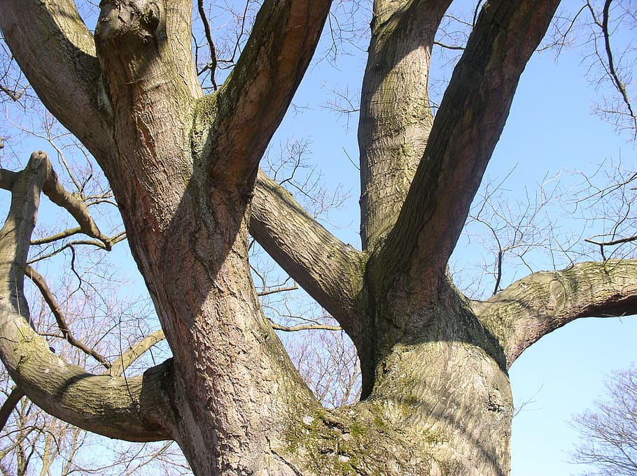 tree, crotch, aesthetic, log, branches, spring, plant, tree trunk HD wallpaper