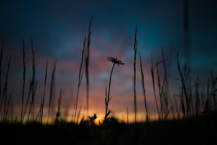 silhouette of flower under blue skies, sunrise, desktop background HD wallpaper