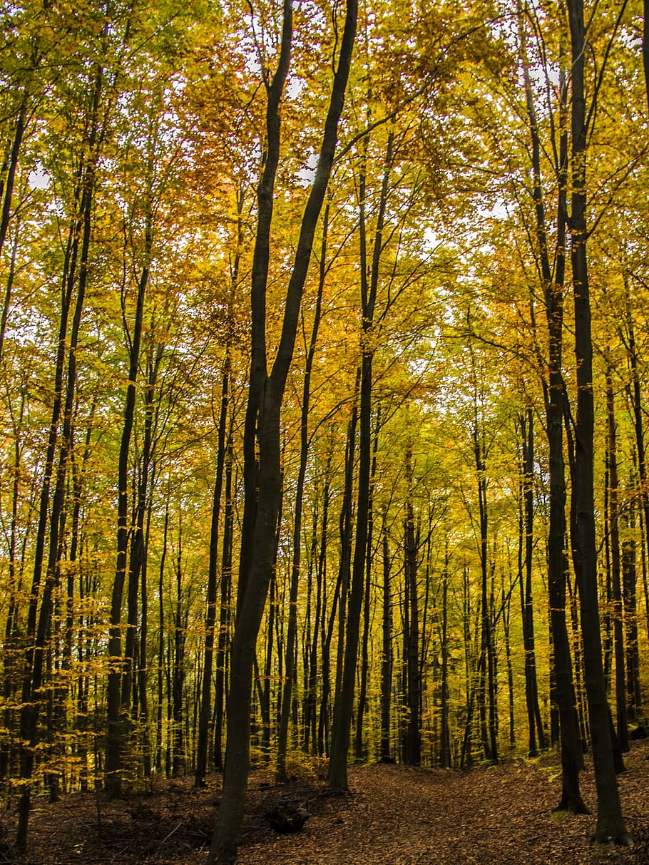 Trees, Fall, Yellow, Wood, autumn, fall trees, nature, leaves HD wallpaper