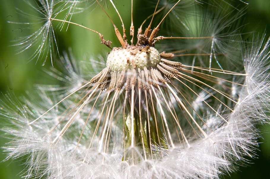 dandelion, macro, flower, fluff, dandelions, faded dandelion HD wallpaper