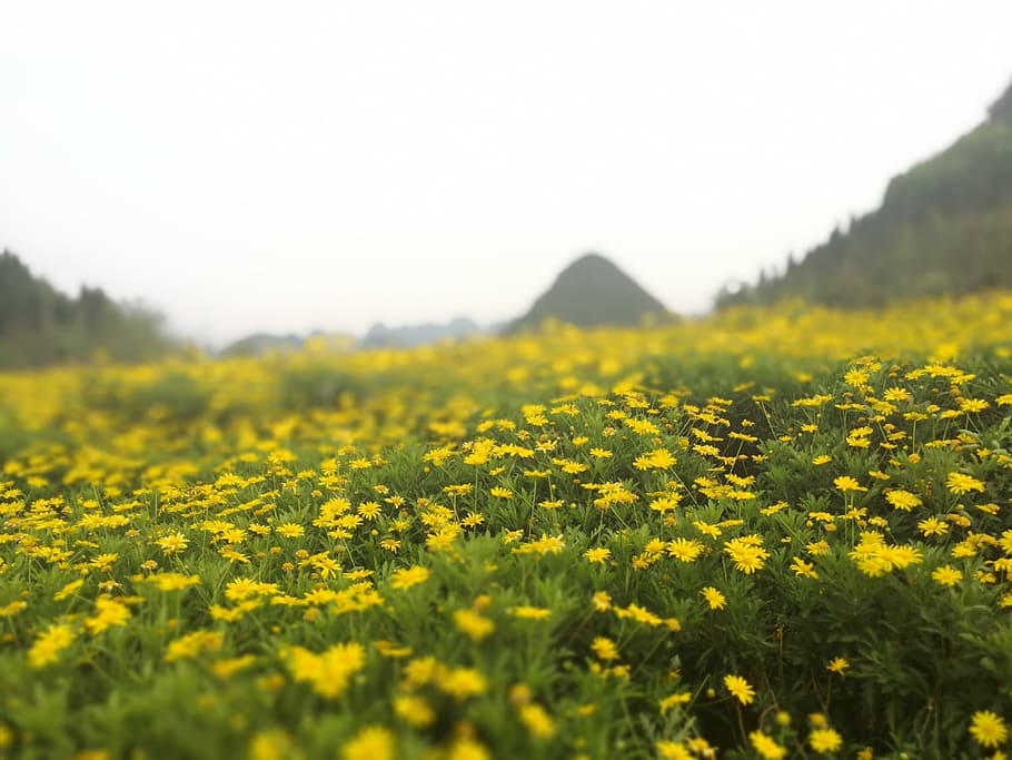 yellow daisy, china guizhou, sea of flowers, spring, country, HD wallpaper