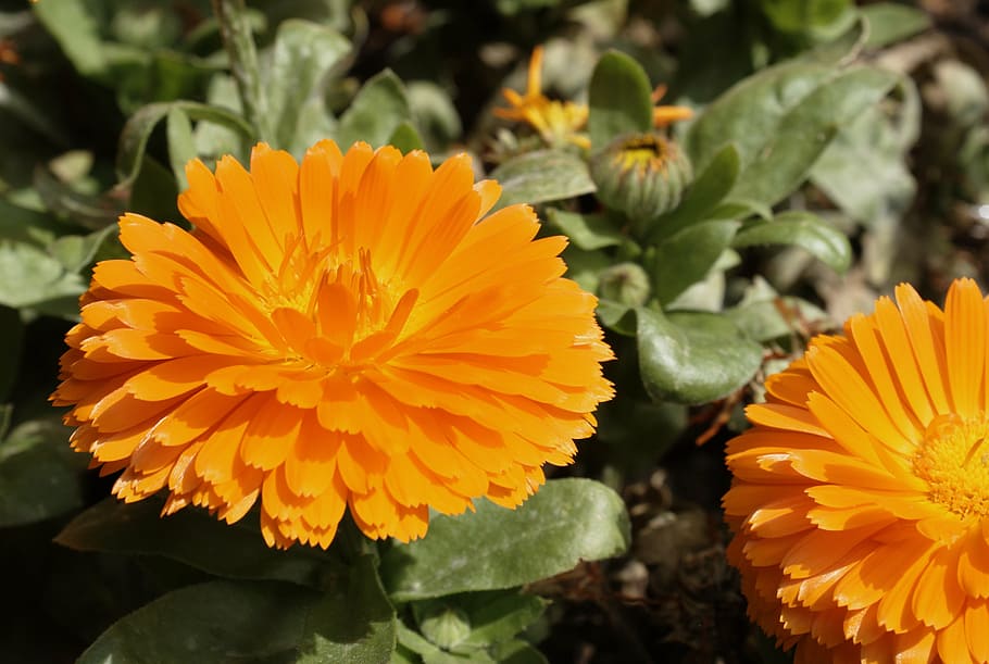 flower, orange, garden, flowering plant, freshness, beauty in nature HD wallpaper