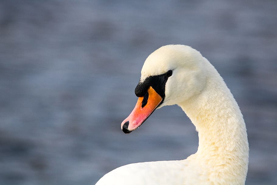 looking, swan, water, animal themes, animals in the wild, animal wildlife HD wallpaper