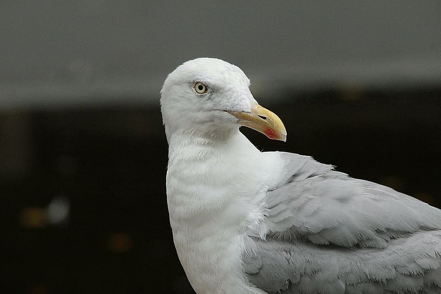 herring gull, gulls, larus argentatus, laridae, large gull, HD wallpaper