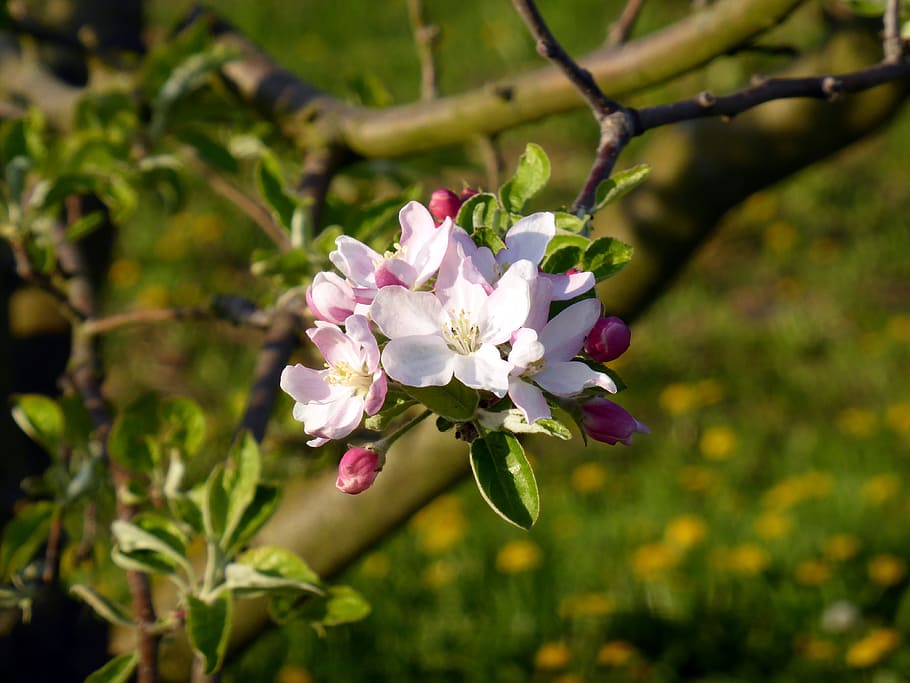 blossom, bloom, apple tree blossom, spring, fruit tree, pink HD wallpaper