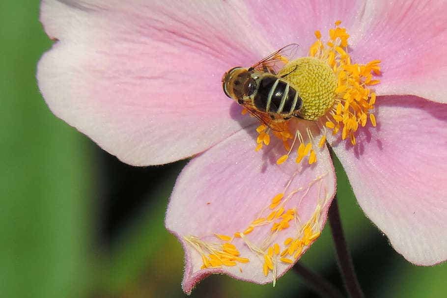 blossom, bloom, insect, bee, cosmea, flower, flowering plant HD wallpaper