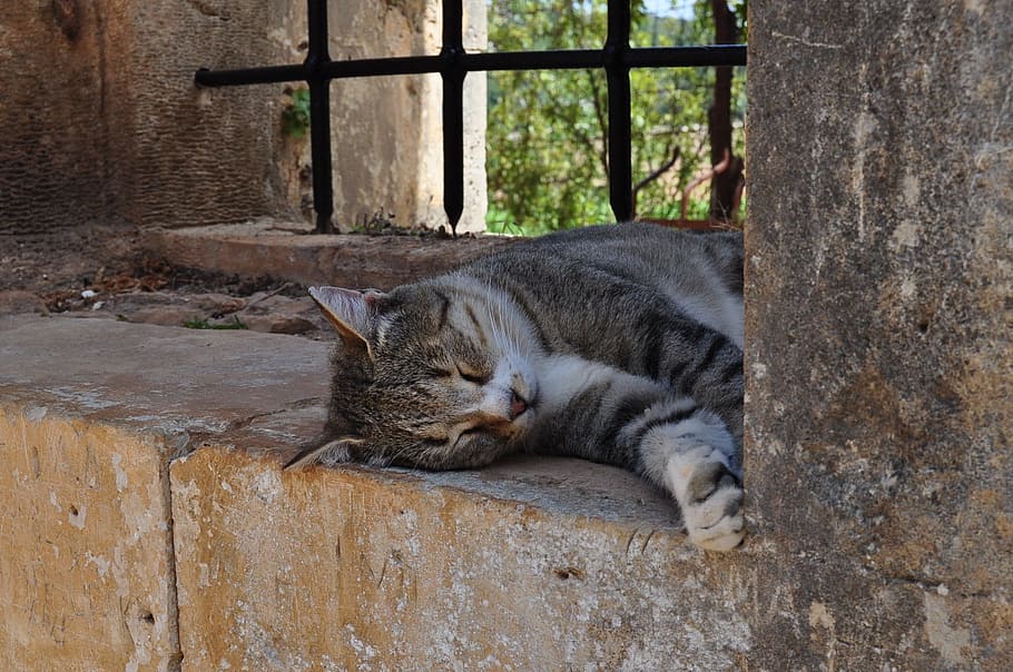 cat, crete, sleeps, lying, monastery, mammal, feline, domestic cat HD wallpaper
