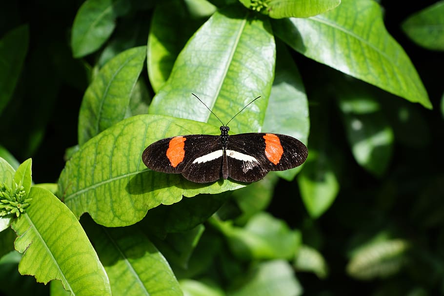 butterfly, nature, insect, wing, animal wildlife, animal themes HD wallpaper