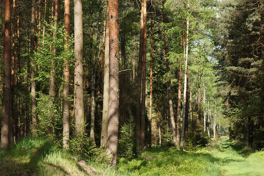Forest, Nature, Green, Tree, Tree, Spring, view, light, mushrooms HD wallpaper