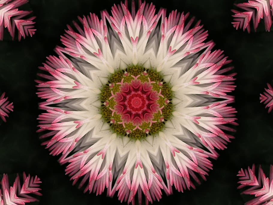 flower, kelidoscope, background, texture, flowering plant, petal HD wallpaper