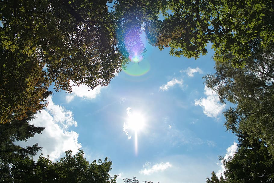 sky, sun, blue, white, trees, nature, summer, wide, relaxation HD wallpaper