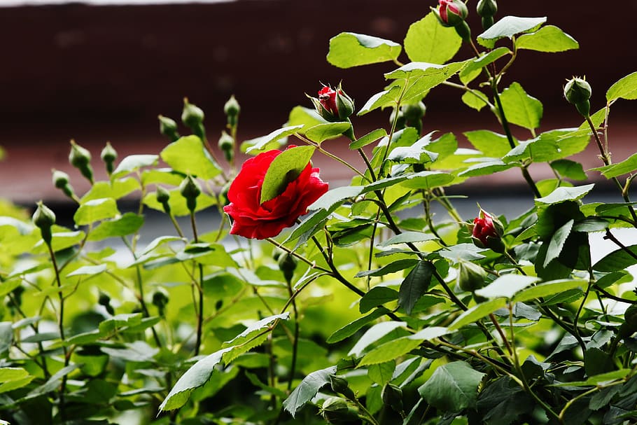 rose, flowers, red, beautiful, summer, street, plant, plant part HD wallpaper