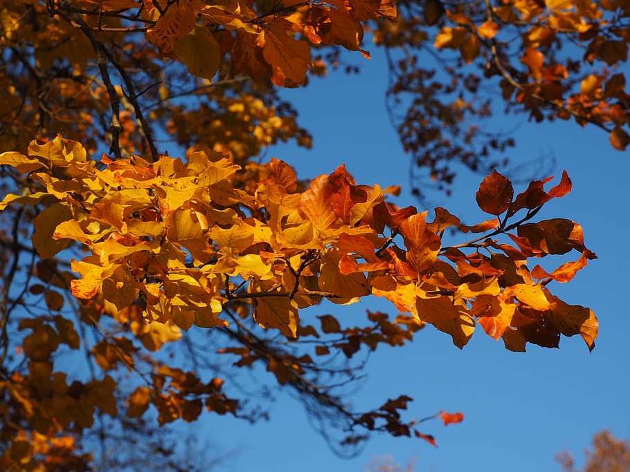 brown leaves, branch, beech, fall foliage, golden, fall color, HD wallpaper