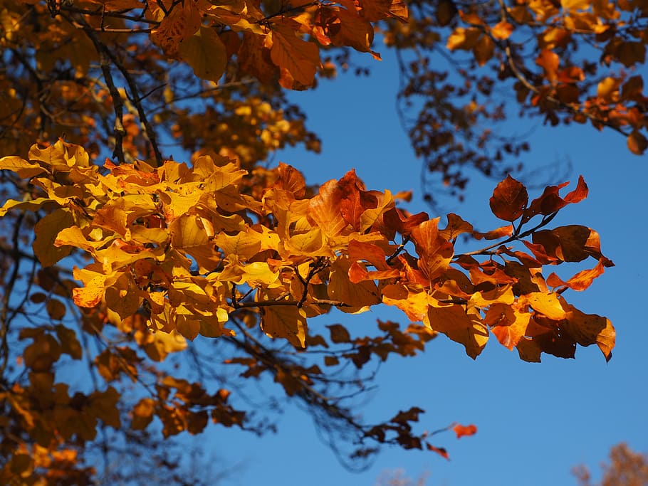 brown leaves, branch, beech, fall foliage, golden, fall color HD wallpaper