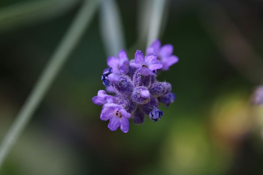 Lavender, Flower, Macro, Nature, Violet, color, summer, purple HD wallpaper