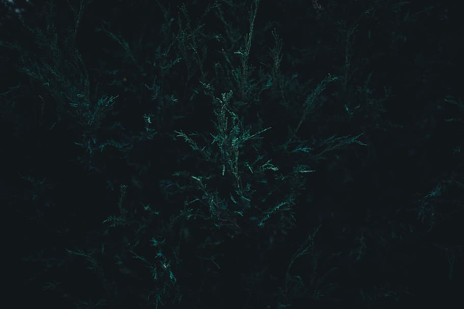 green leaf tree, nature, dark, backgrounds, abstract, no people HD wallpaper