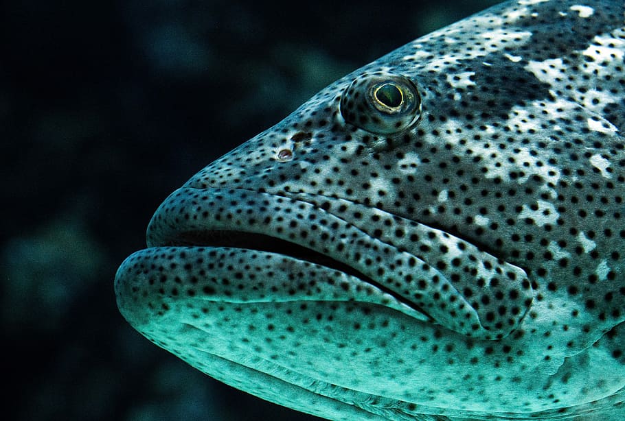 white, black, and gray fish, close up photography of black and white fish HD wallpaper
