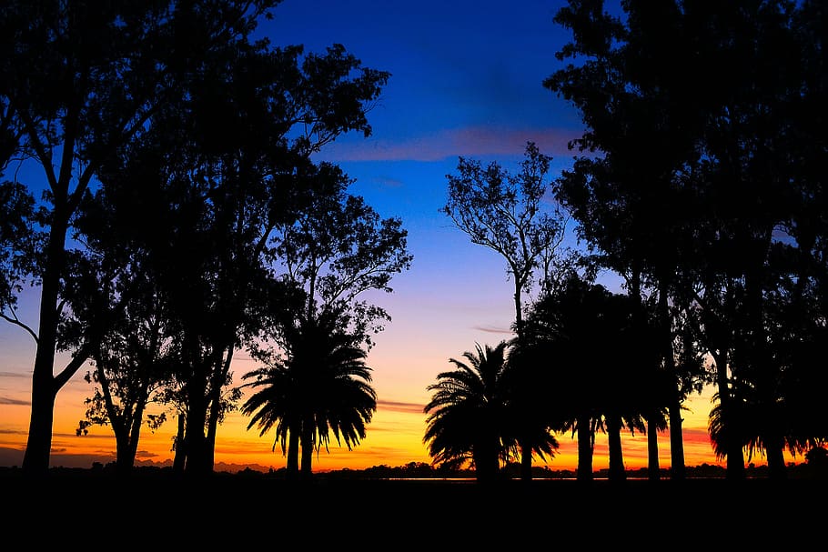 laguna, landscape, sunset, trees, palms, twilight, nature, plant HD wallpaper