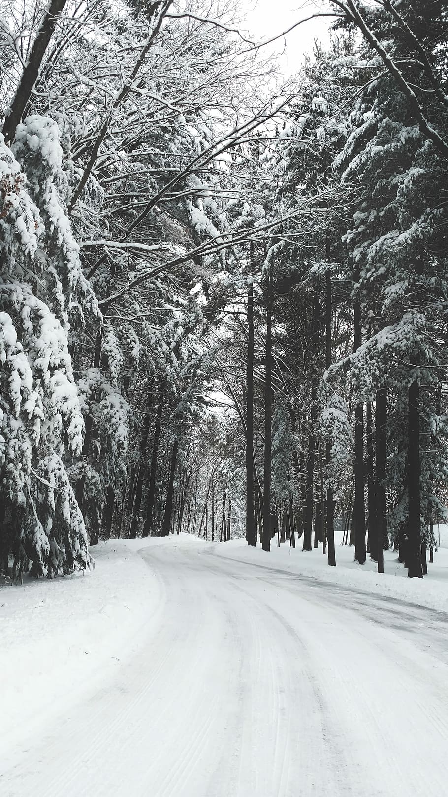 road surrounded by trees during winter, road and trees covered by snow HD wallpaper